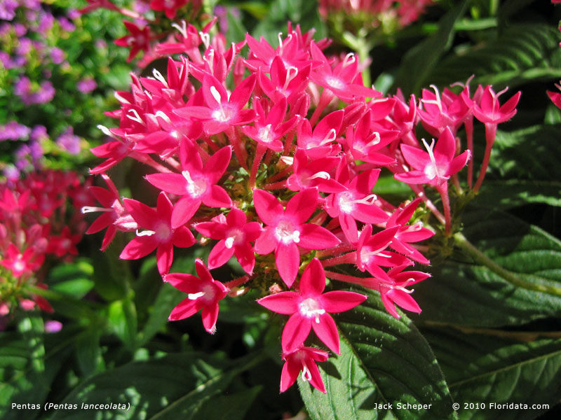 Pentas_lanceolata800-floridata-com