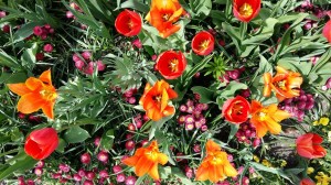 Particolare dell'isola: tulipani