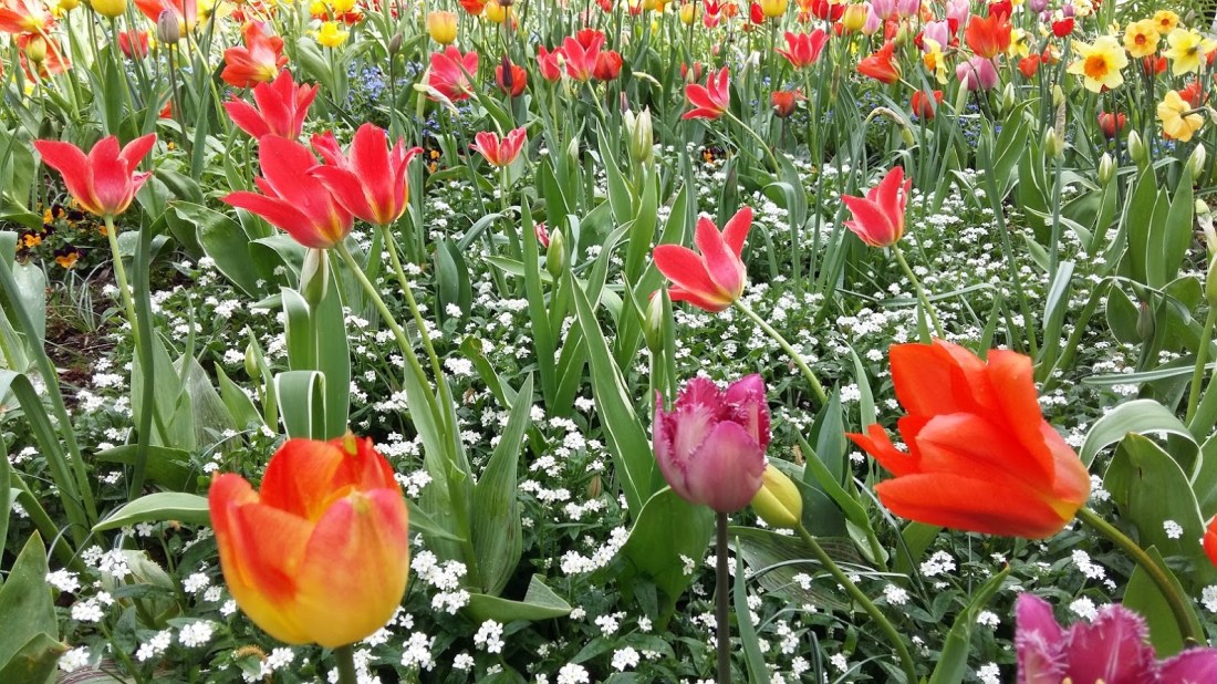 Isola di Mainau: papaveri