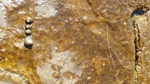 Lumachine di mare ai blocchi di partenza