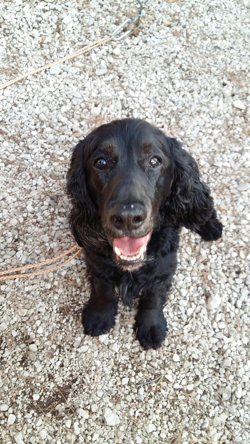 Il nostro cocker nero Mutley