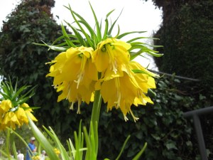 Particolare dell'isola: fiore giallo