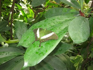 Particolare dell'isola: farfalla