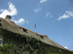 Affenberg Salem: cicogne