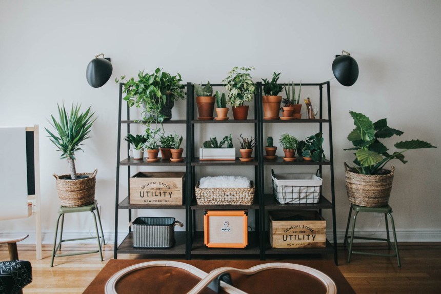 Particolare della scaffalatura in ferro con piante