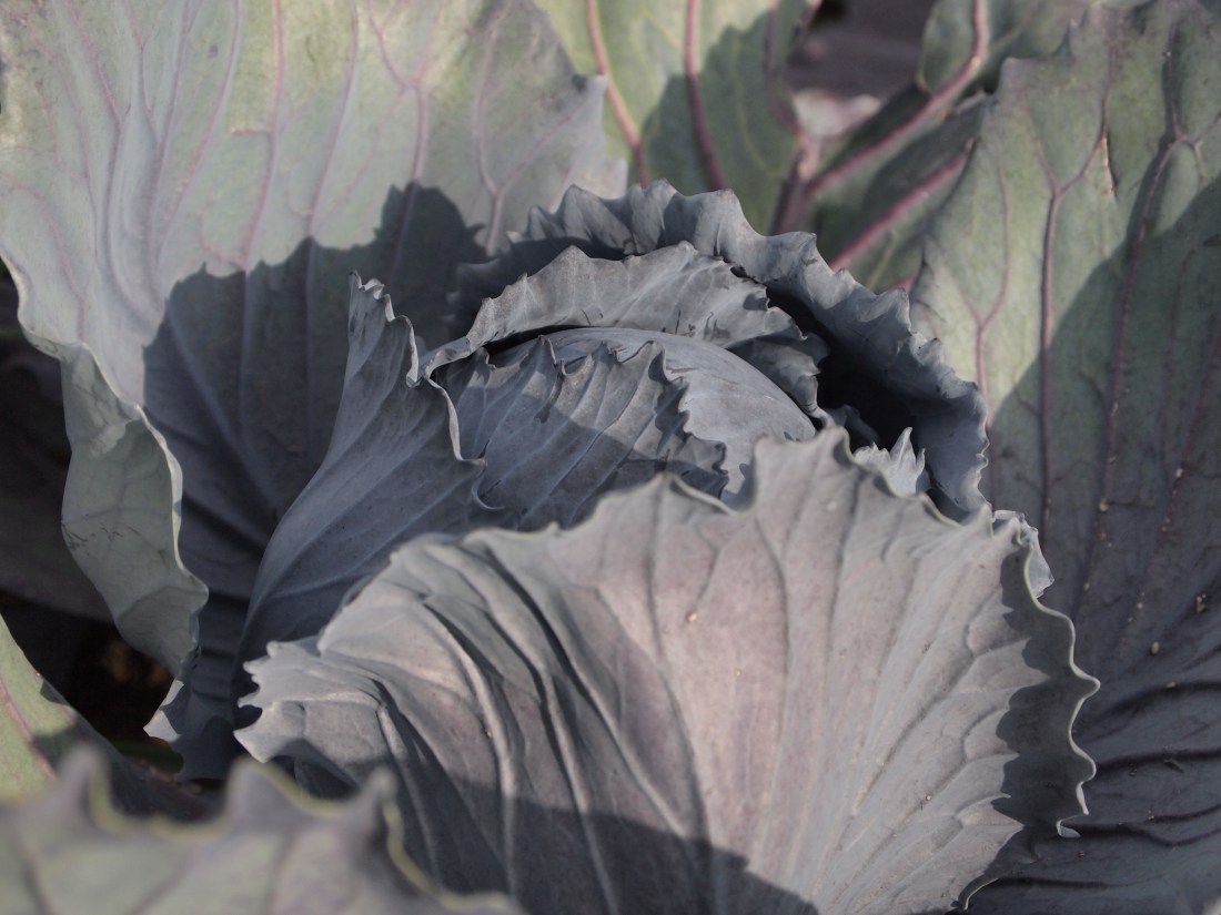 Cavolo della Val di Gresta