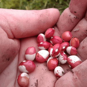 semi antichi azienda agricola fiordalisa