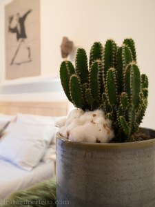 Stanza sulle tonalità del grigio: dettaglio pianta grassa