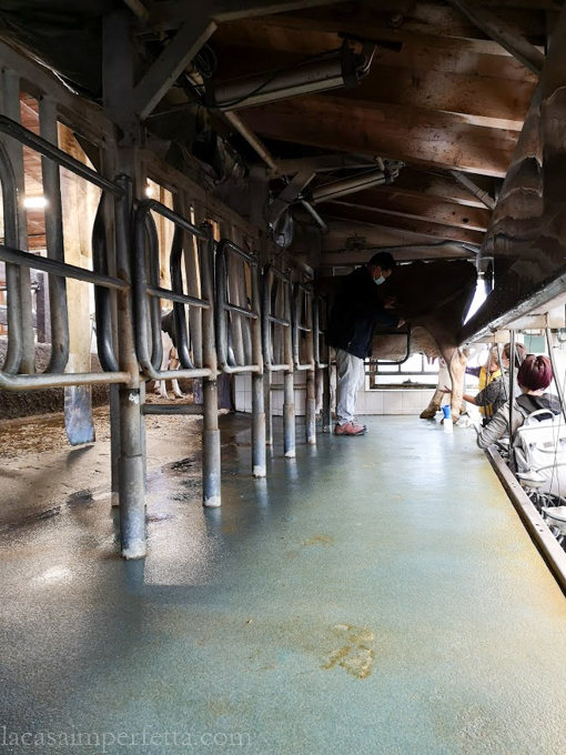 Maso Simoni: i bambini provano a mungere una vacca (non mucca!)