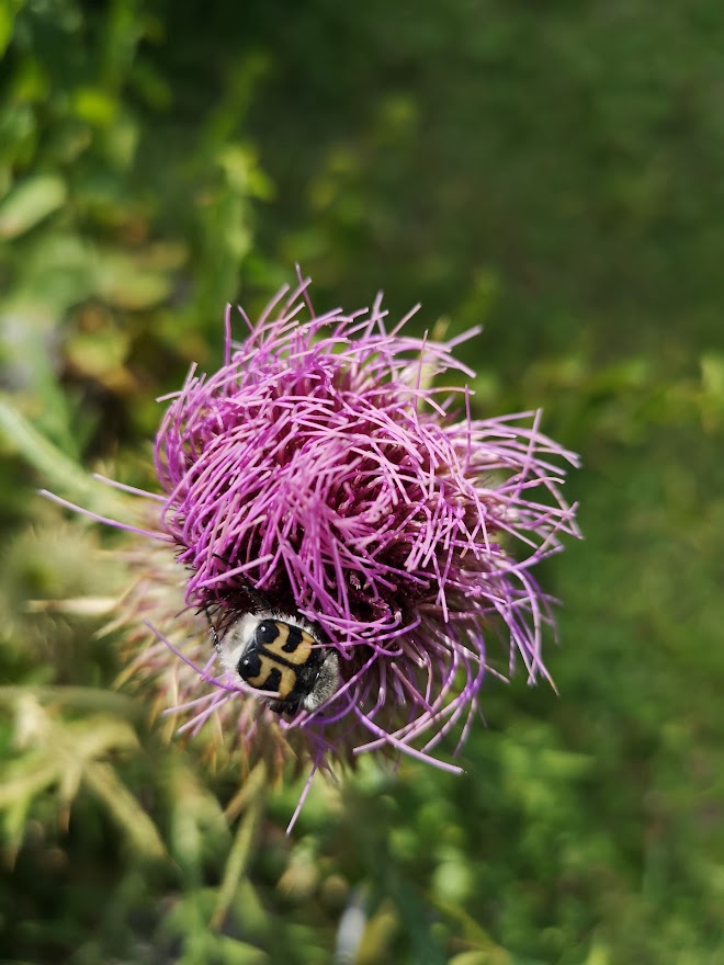 "Fiordaliso rapontico" del Giardino Botanico di Valdieri