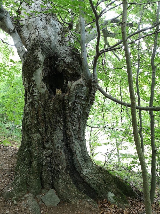 Uno dei maestosi faggi secolari del Bosco bandito
