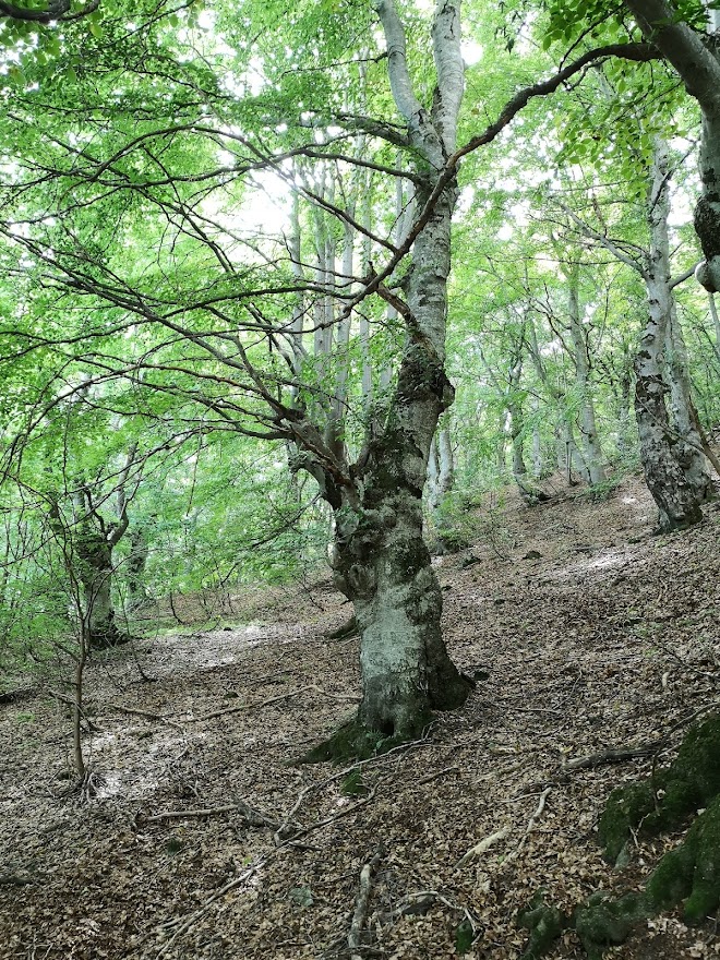 Faggi secolari del Bosco bandito